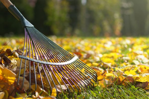Leaf Cleanup Service in Pleasanton