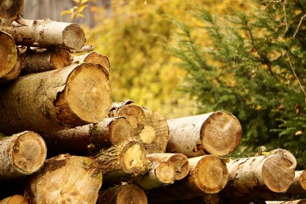 Wood Pile Removal in Pleasanton