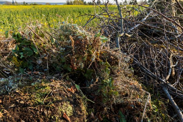 Brush Disposal in Pleasanton