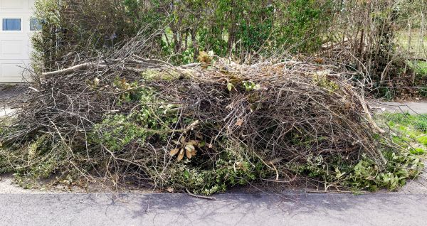 Tree Limb Cleanup in Pleasanton