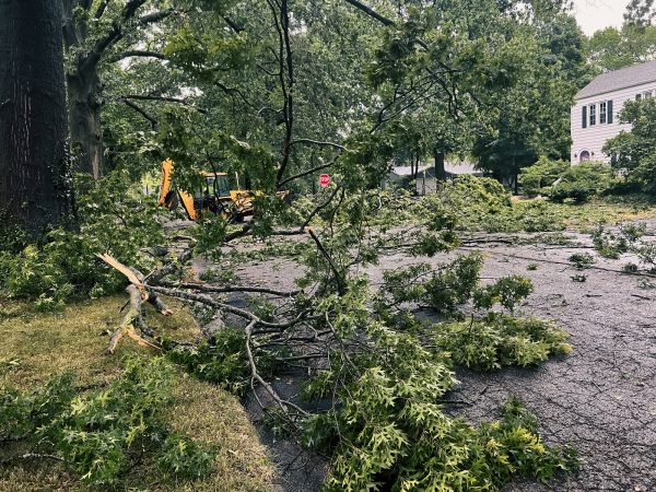 Tree Branch Disposal in Pleasanton