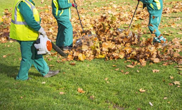 Leaf Maintenance in Pleasanton