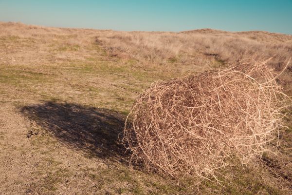 Tumbleweed Removal in Pleasanton