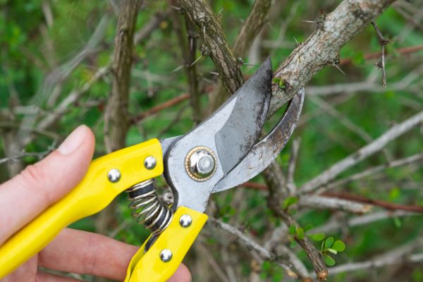 Limbs Removal in Pleasanton