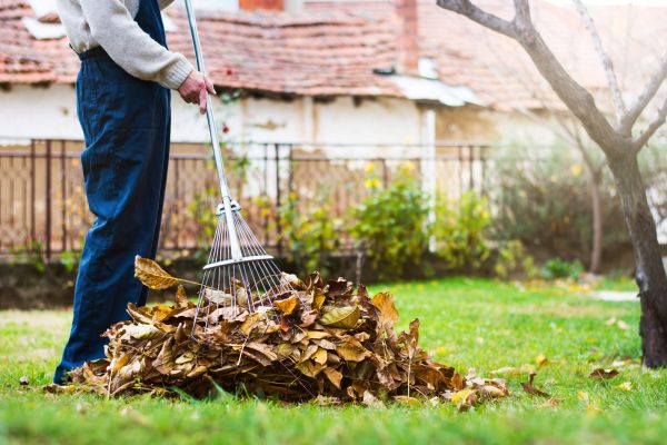 Fall Yard Cleanup Service in Pleasanton
