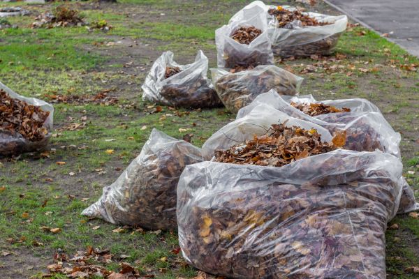 Leaf Pile Disposal in Pleasanton