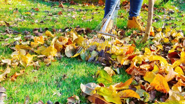 Lawn Cleanup Service in Pleasanton