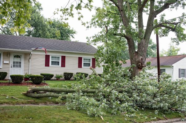Fallen Branch Removal in Pleasanton