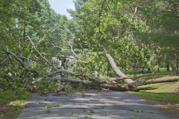 Tree Debris Removal in Pleasanton
